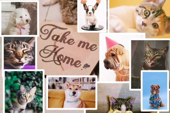 Pleine Lune: A Handwritten Font That Feels Like a Quiet Promise